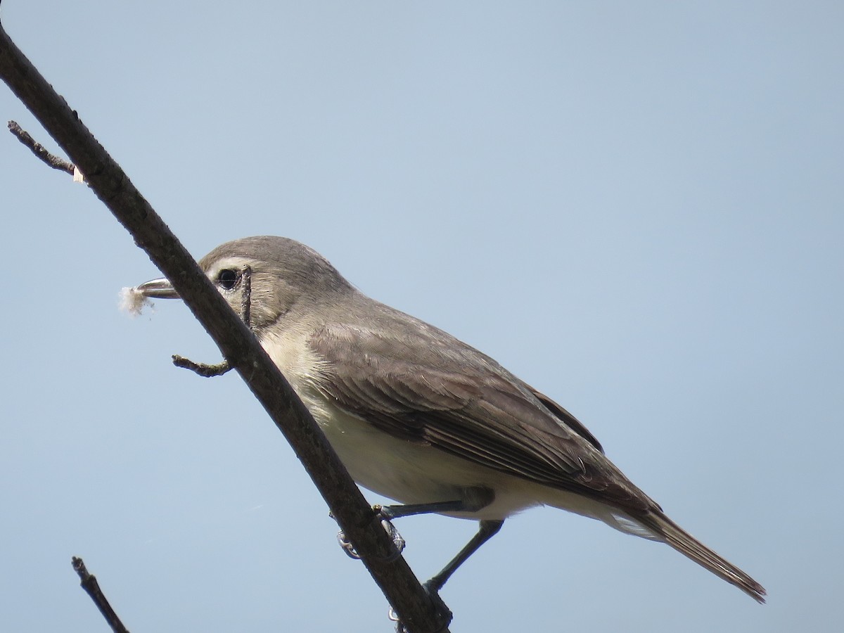 Eastern Warbling Vireo - ML619073747