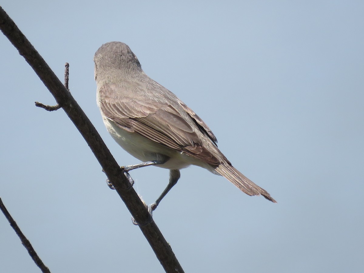 Warbling Vireo - Amy Didion