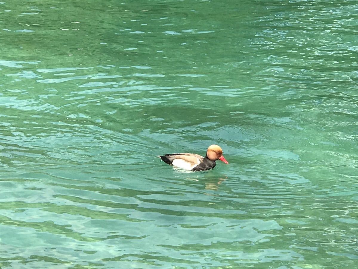 Red-crested Pochard - ML619073758