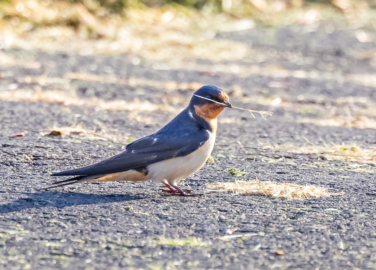 Barn Swallow - ML619073778