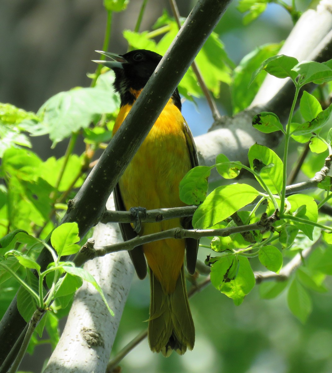 ボルチモアムクドリモドキ - ML619073786