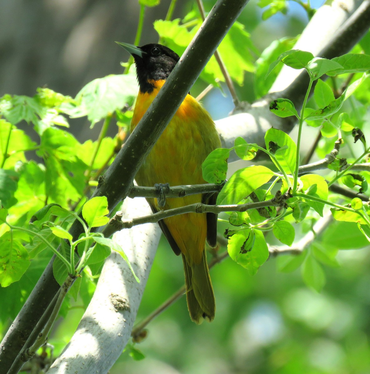 Baltimore Oriole - Amy Didion