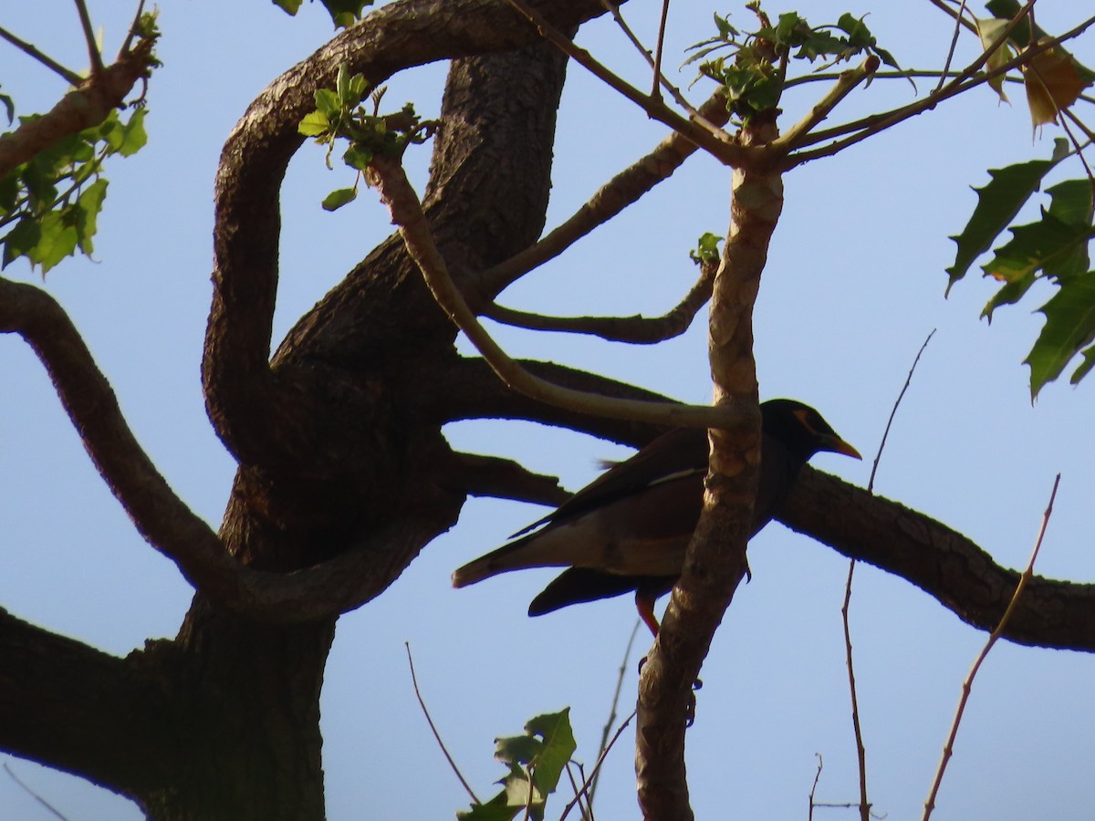 Common Myna - Shilpa Gadgil