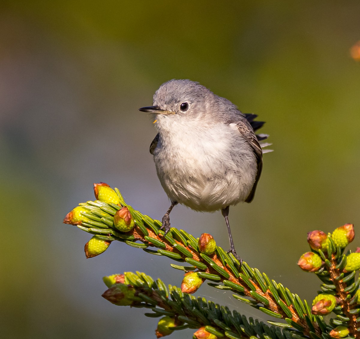 Blue-gray Gnatcatcher - Mike Murphy