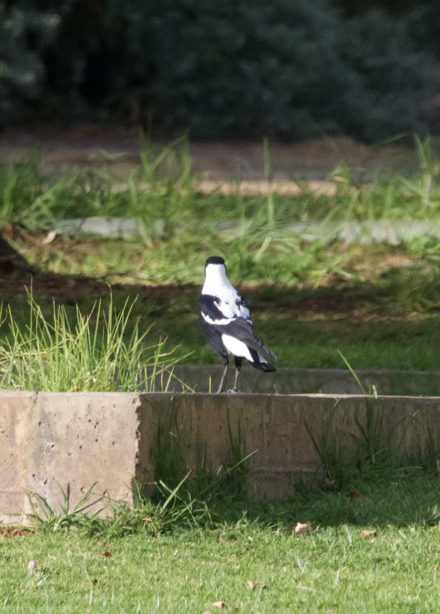 Australian Magpie (White-backed) - Yvonne van Netten