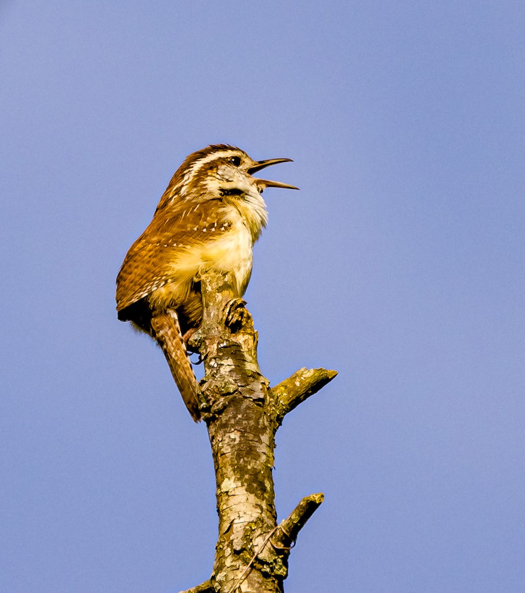 Carolina Wren - ML619073800