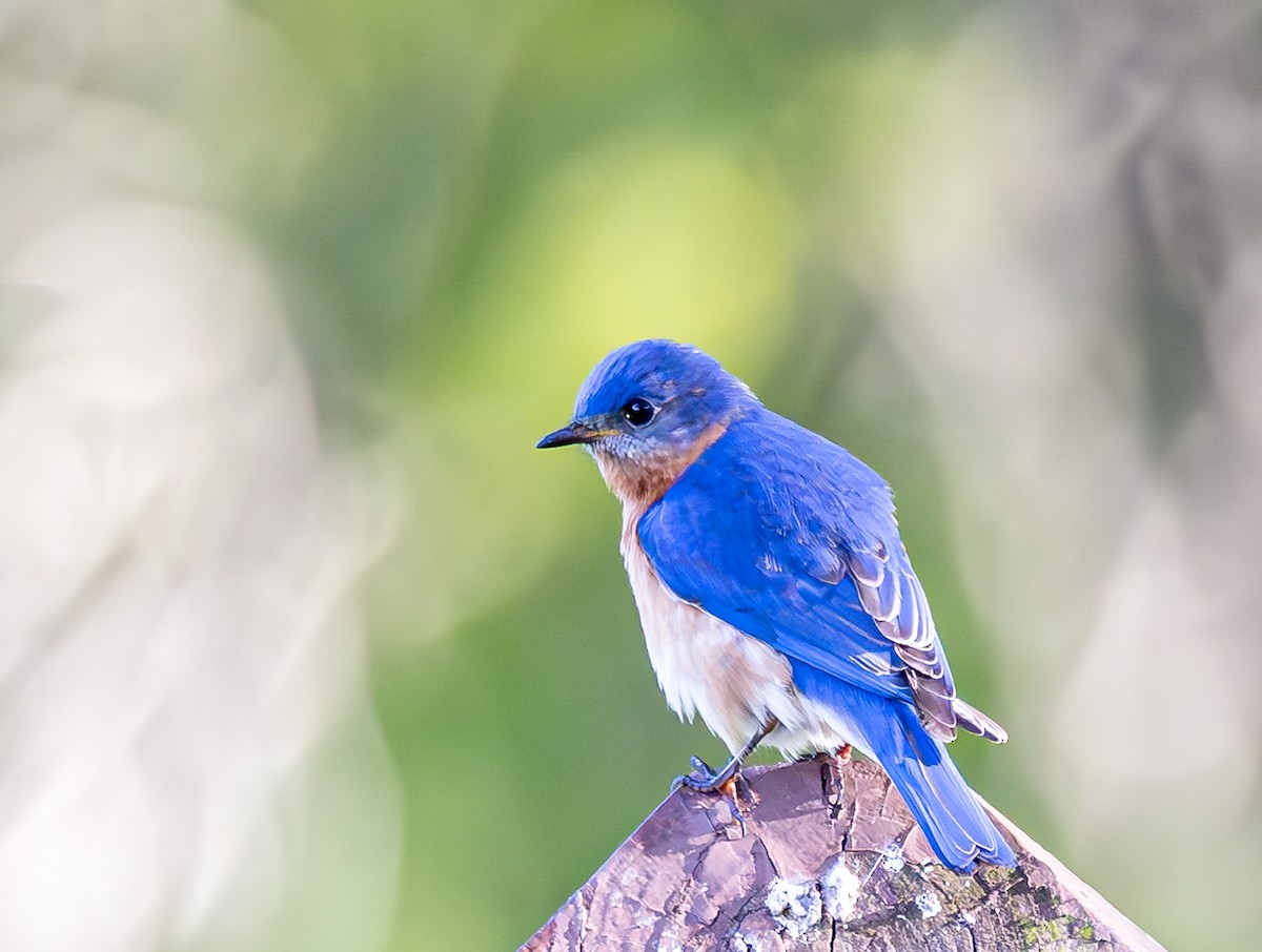 Eastern Bluebird - ML619073810