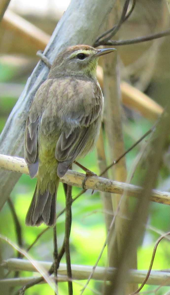 ヤシアメリカムシクイ - ML619073812