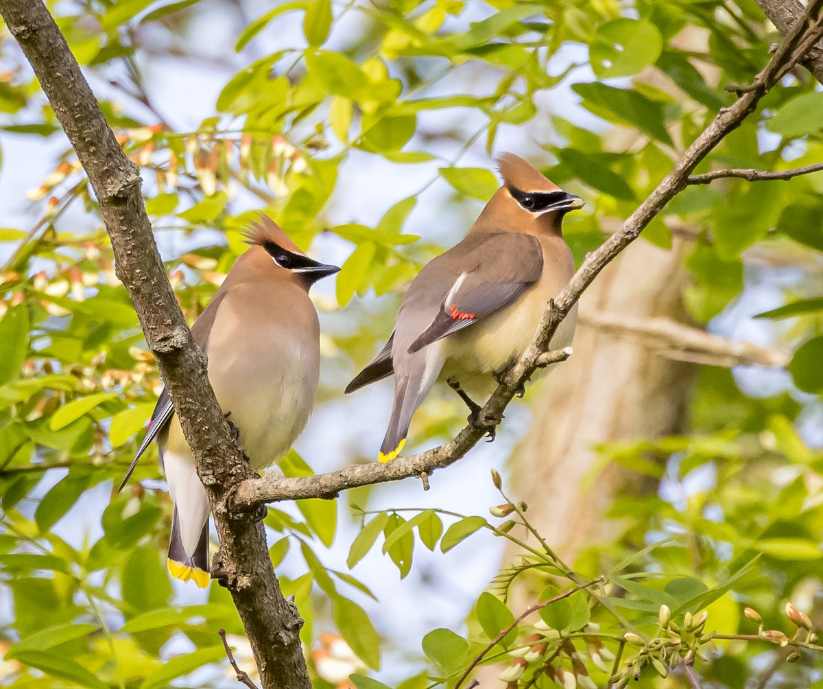 Cedar Waxwing - ML619073820