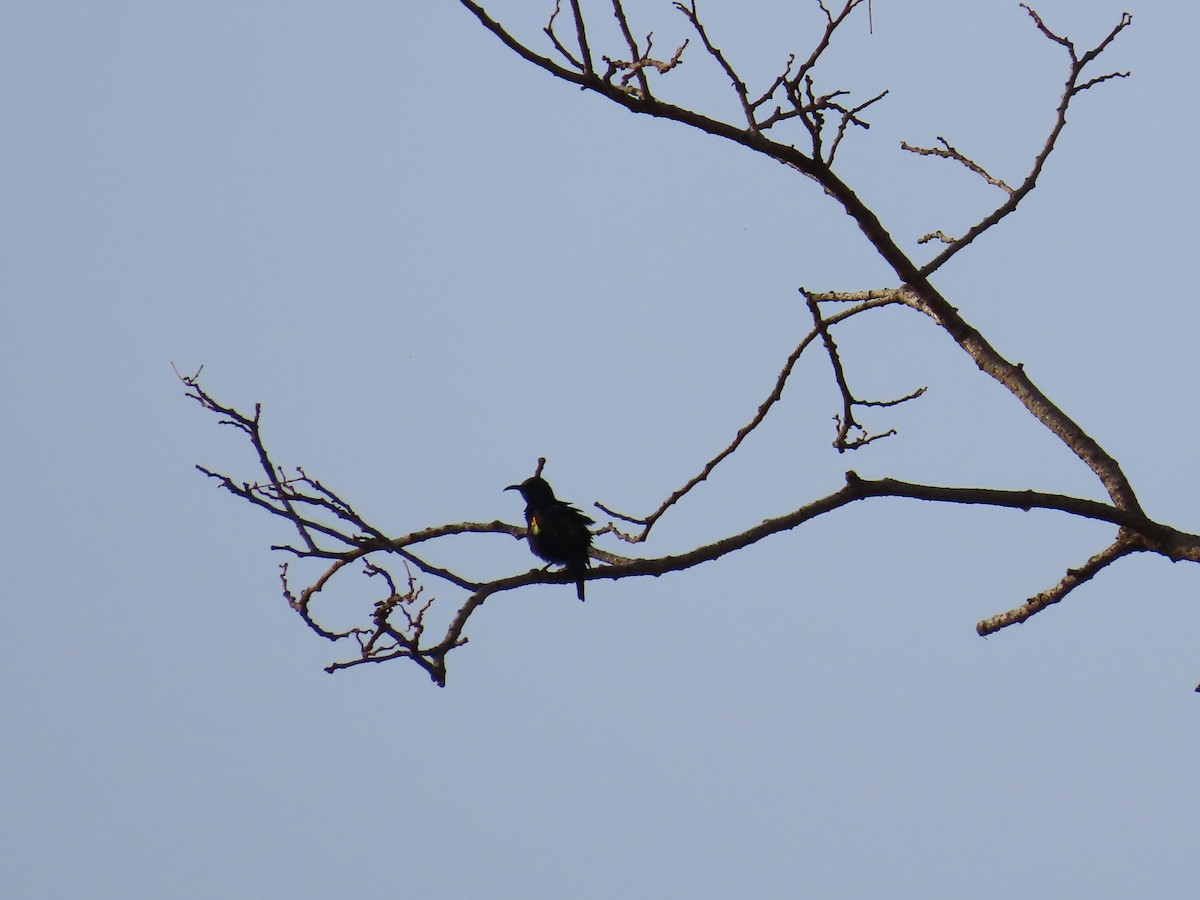 Purple Sunbird - Shilpa Gadgil