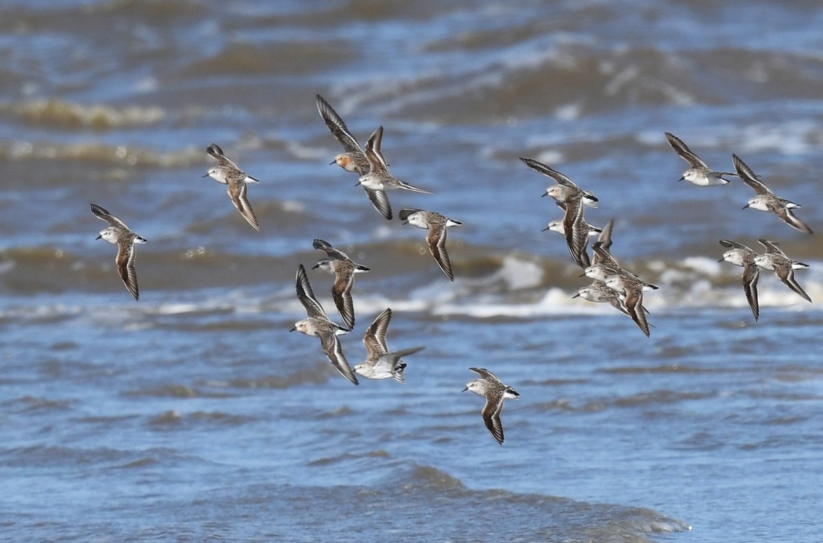 Red-necked Stint - Robert Anderson