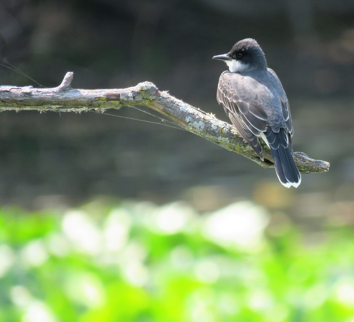 オウサマタイランチョウ - ML619073848