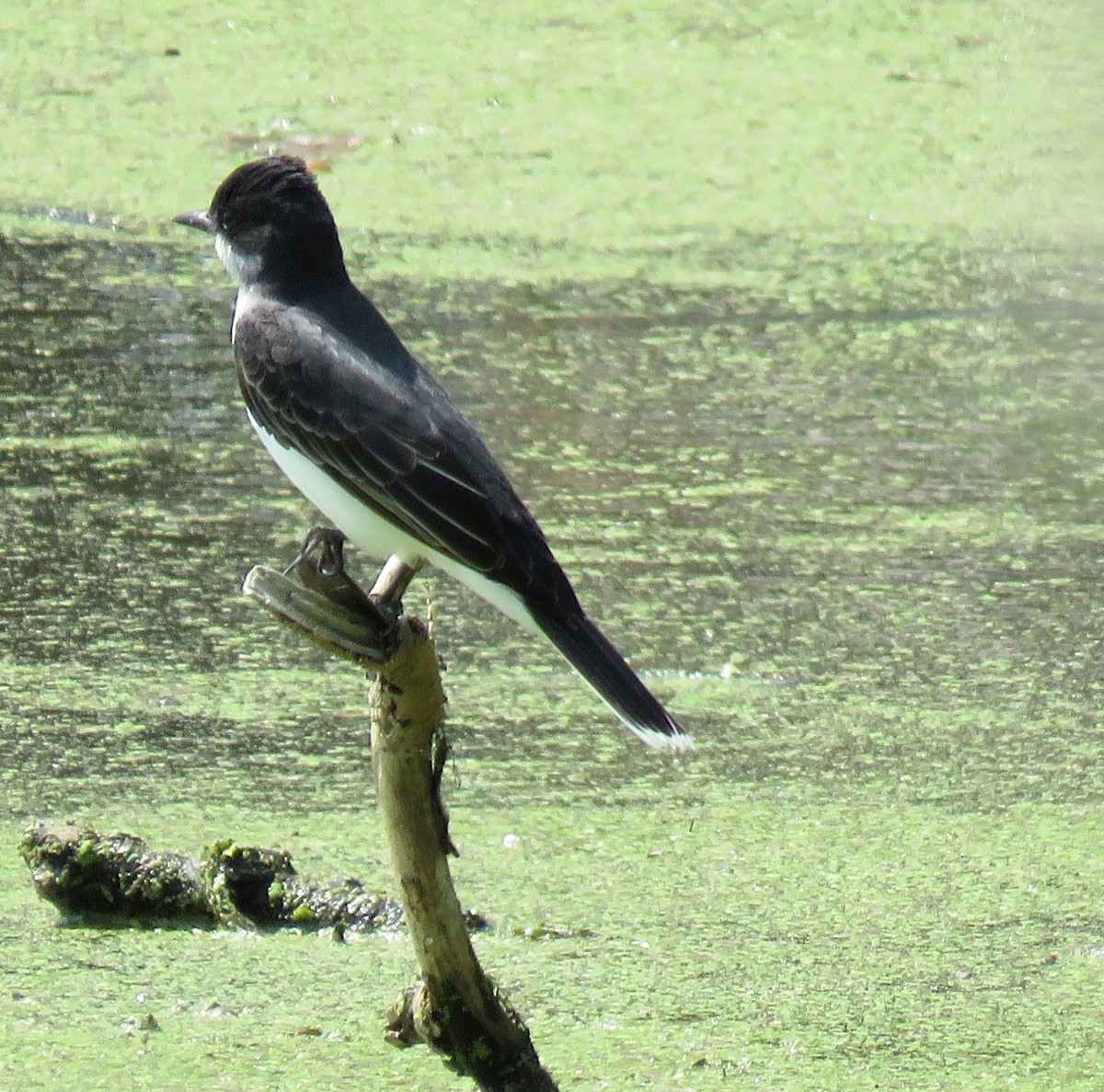 オウサマタイランチョウ - ML619073850