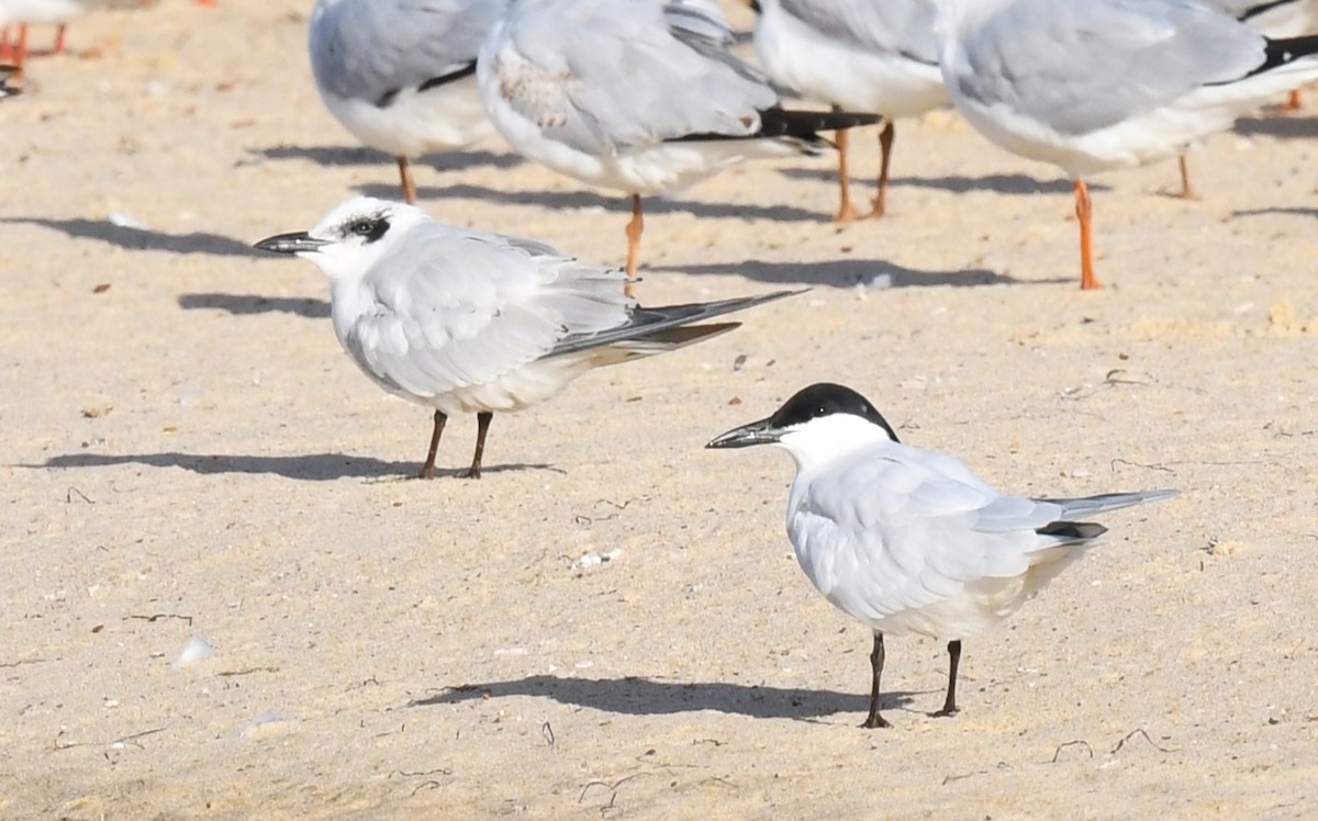 Australian Tern - Robert Anderson