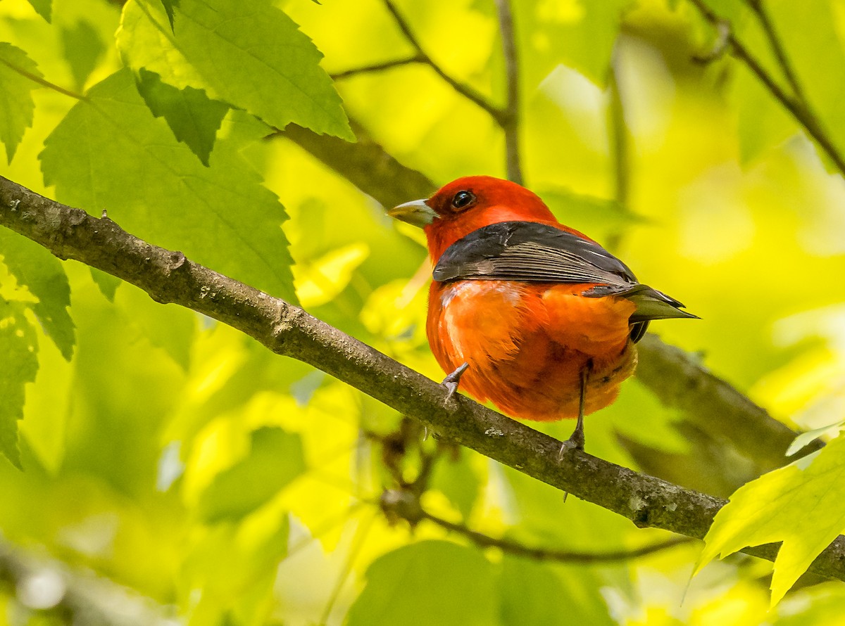 Scarlet Tanager - Mike Murphy