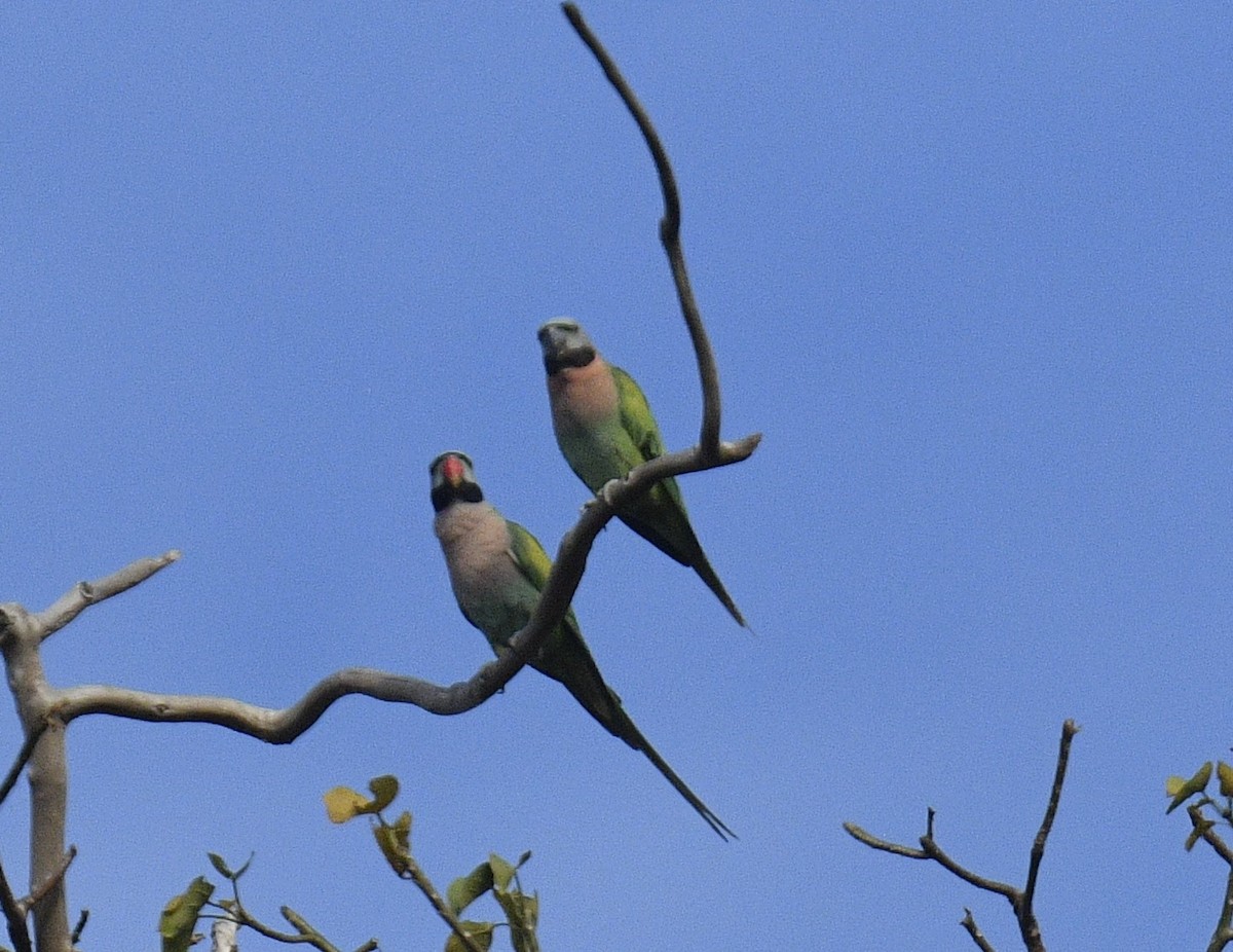 Red-breasted Parakeet - ML619073908