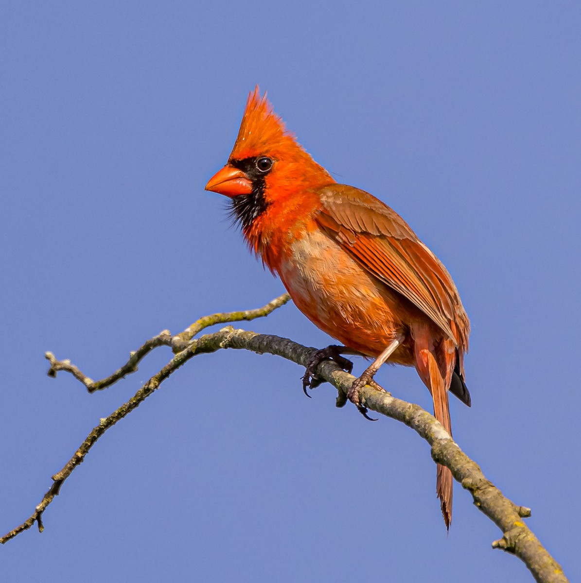 Northern Cardinal - ML619073909