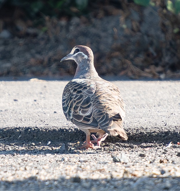 Common Bronzewing - Tania Splawa-Neyman