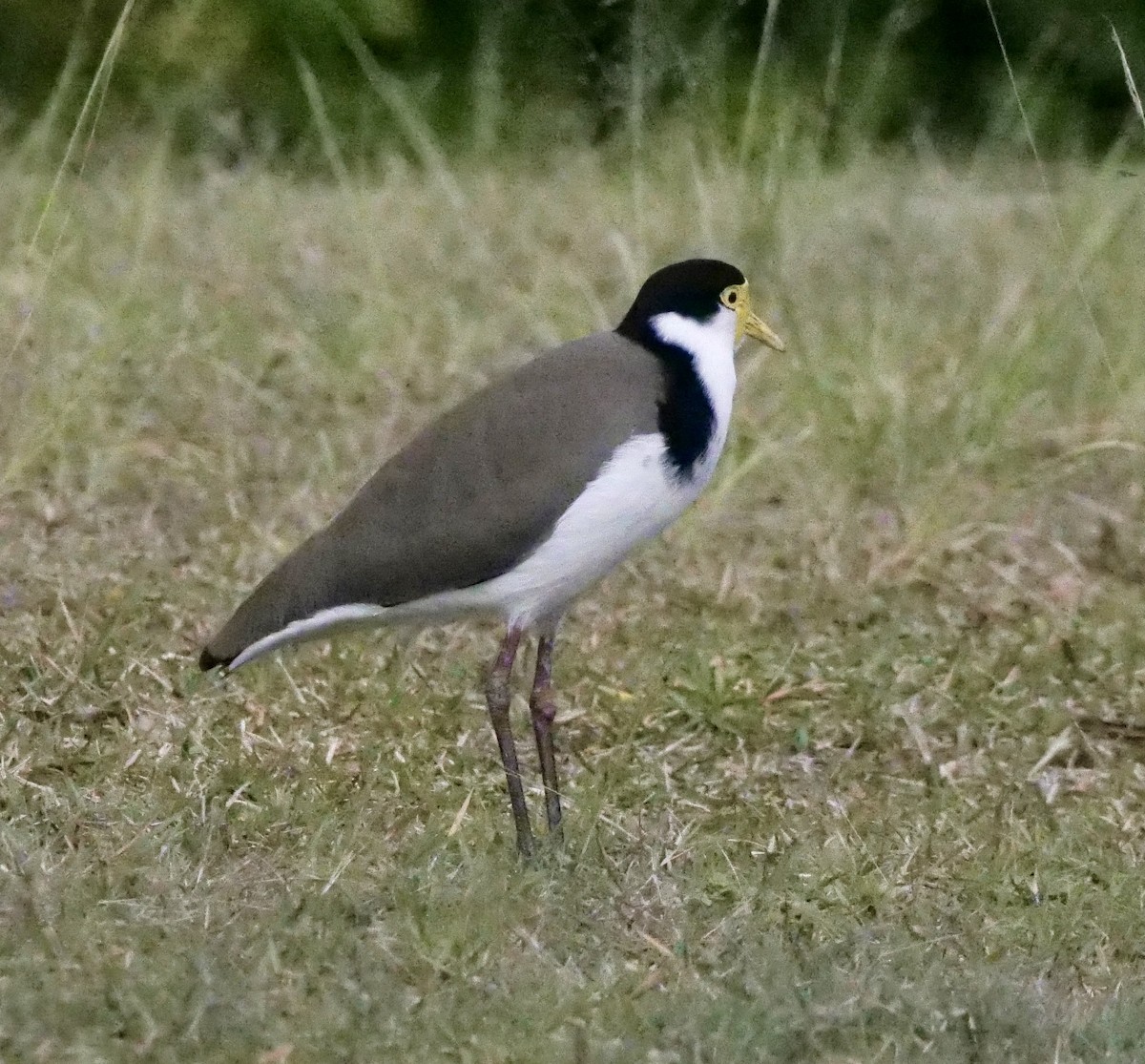 Masked Lapwing (Black-shouldered) - Peter Lowe