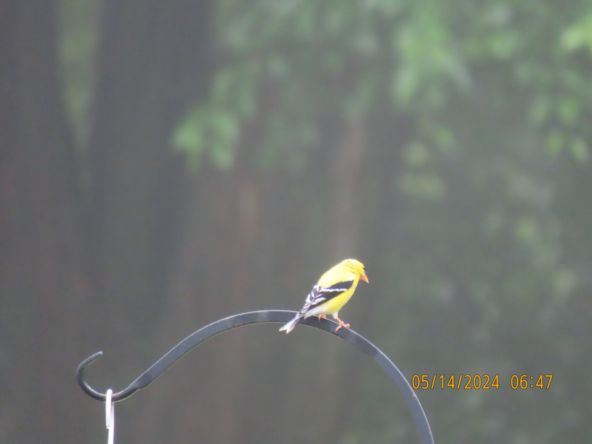 American Goldfinch - Leon Book