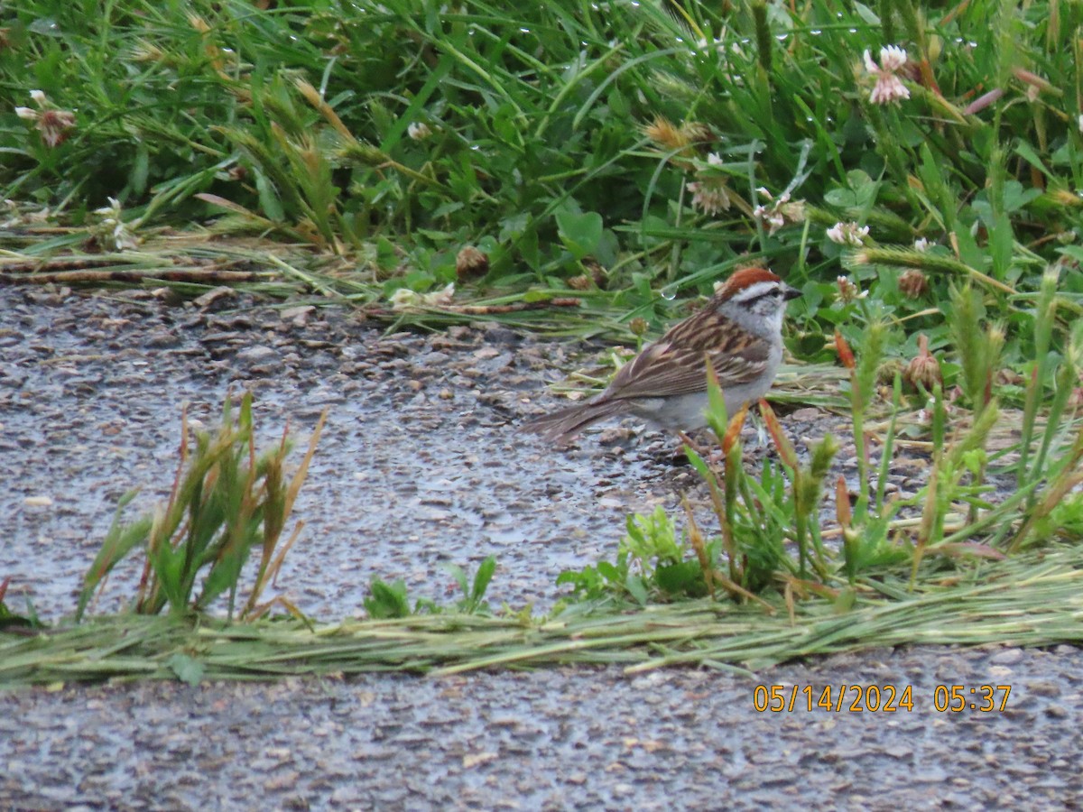 Chipping Sparrow - Leon Book