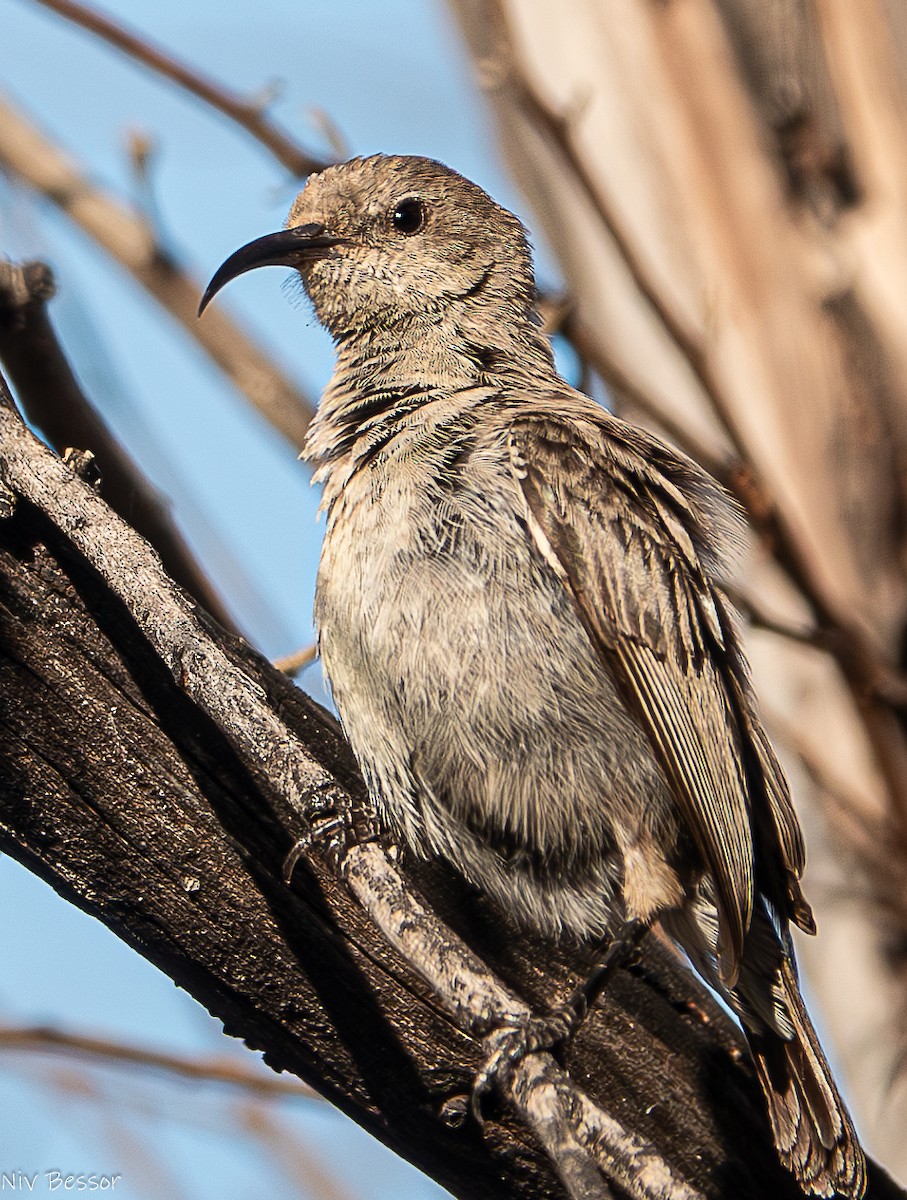 Palestine Sunbird - ML619073984