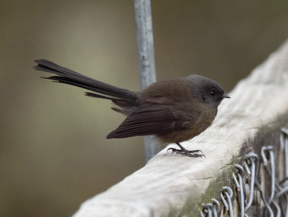 New Zealand Fantail - Phil Smith