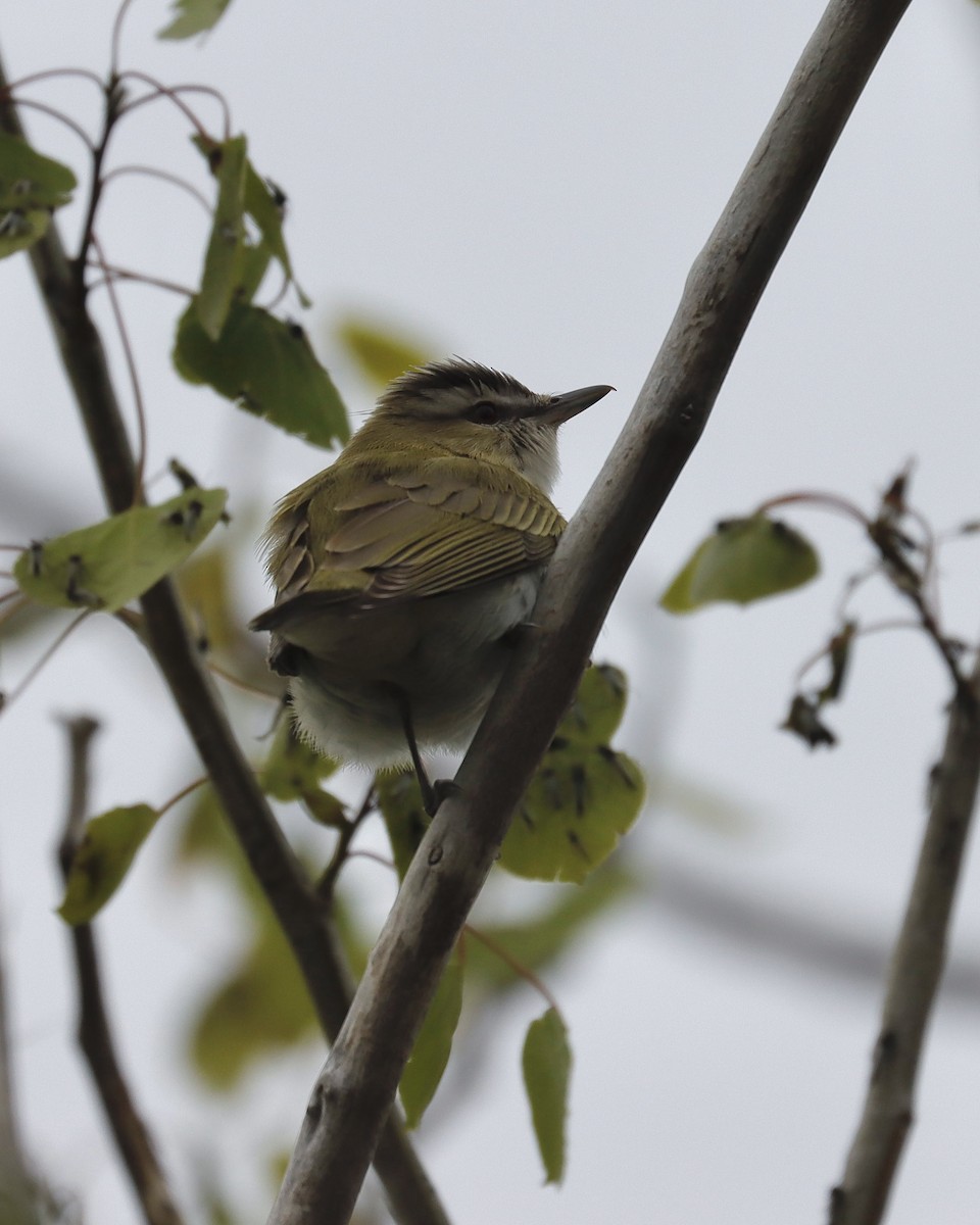 Red-eyed Vireo - Sue Kurtz