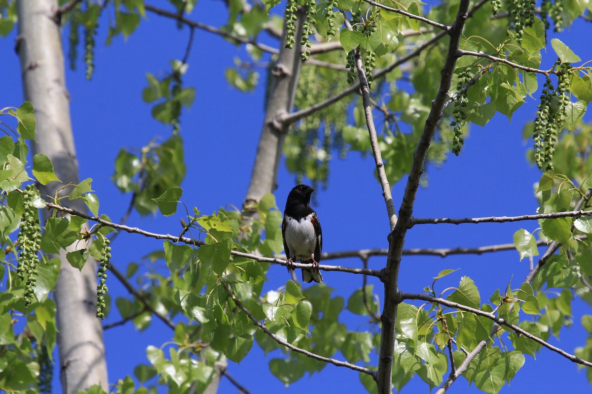 Eastern Towhee - Lyne Pelletier