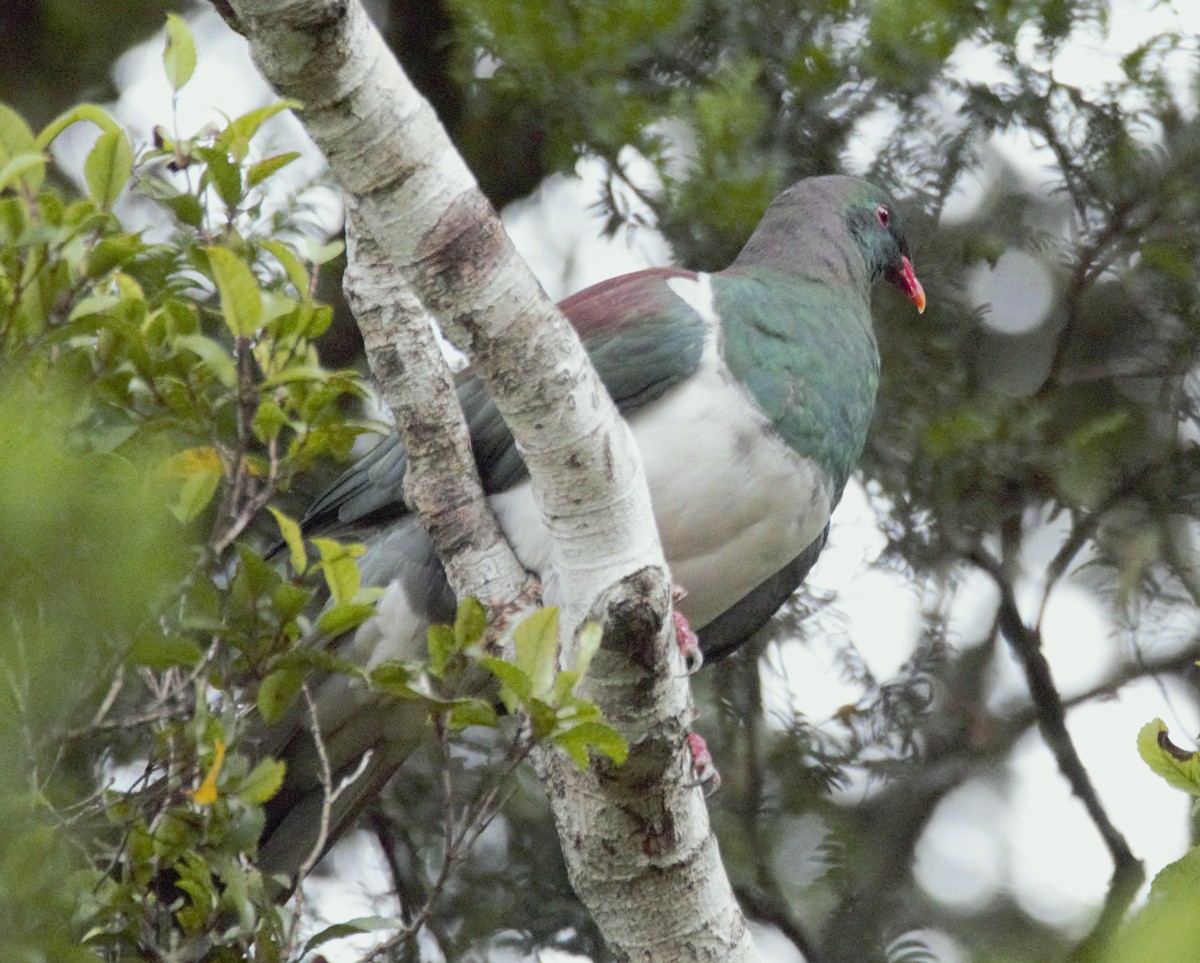 New Zealand Pigeon - ML619074025