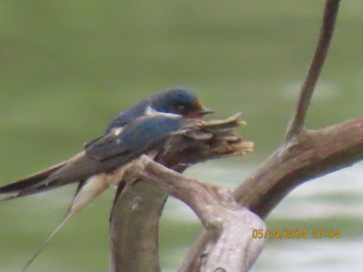 Barn Swallow - Leon Book