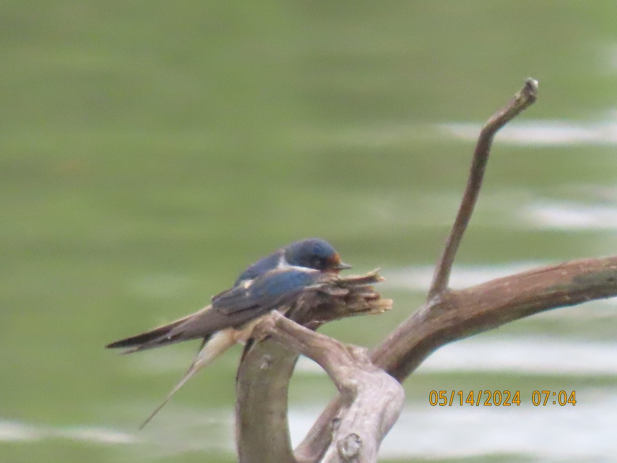 Barn Swallow - Leon Book