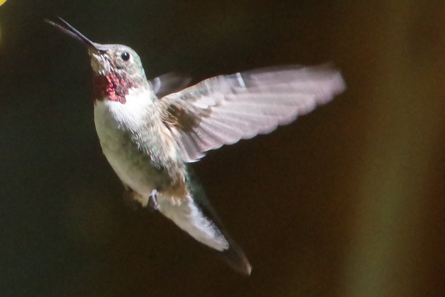 Broad-tailed Hummingbird - ML619074033