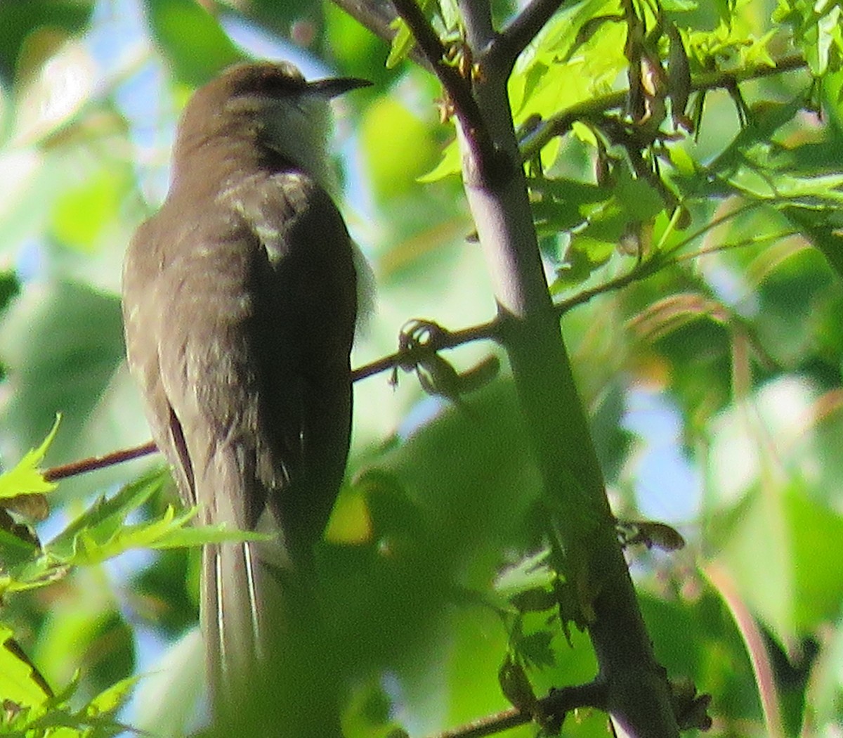 Black-billed Cuckoo - ML619074041