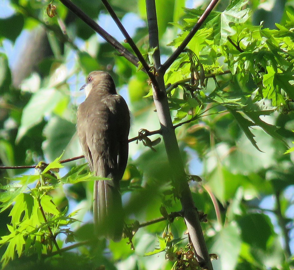 Black-billed Cuckoo - ML619074042