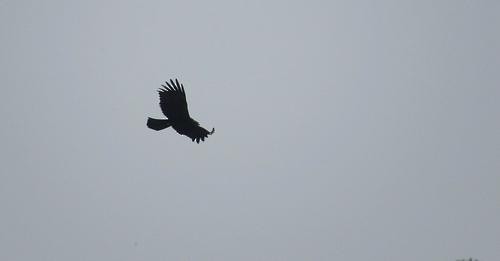 Black Eagle - Deepa Mohan