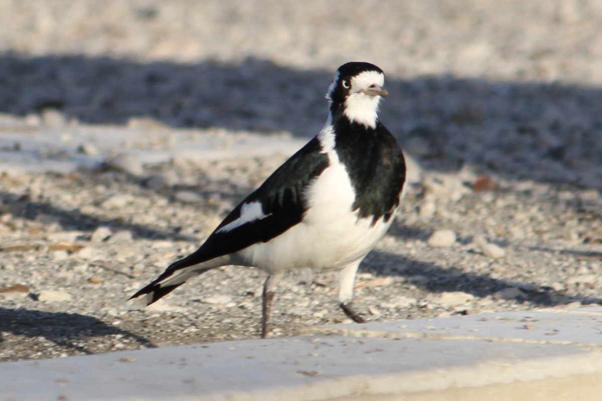 Magpie-lark - NICOLINO DALFONSO