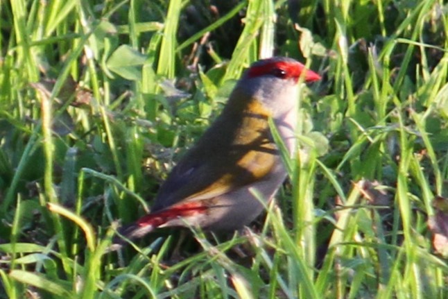 Red-browed Firetail - ML619074105