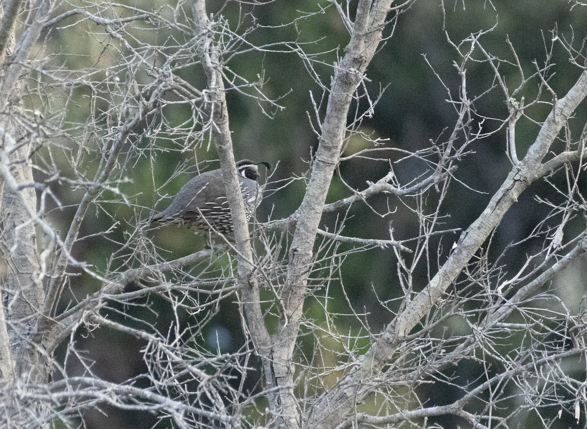 California Quail - ML619074118