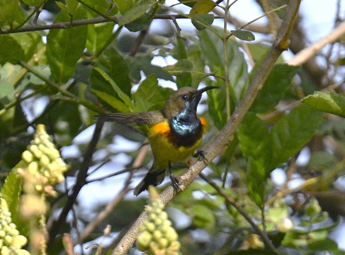 Ornate Sunbird - Chitra Shanker