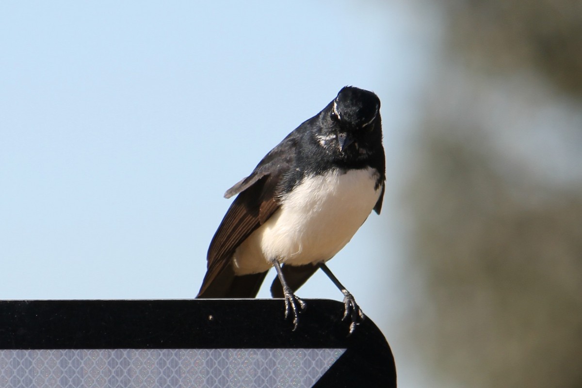 Willie-wagtail - ML619074144