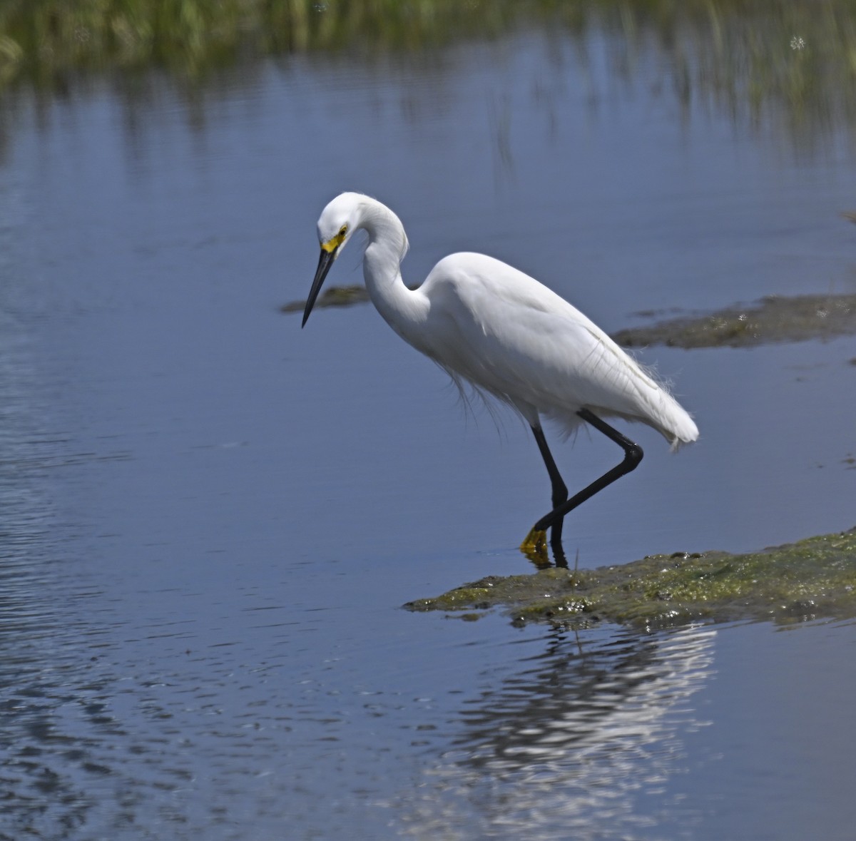 Snowy Egret - ML619074150