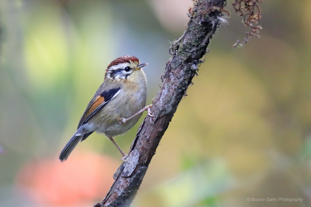 Rufous-winged Fulvetta - Sourav Sanki