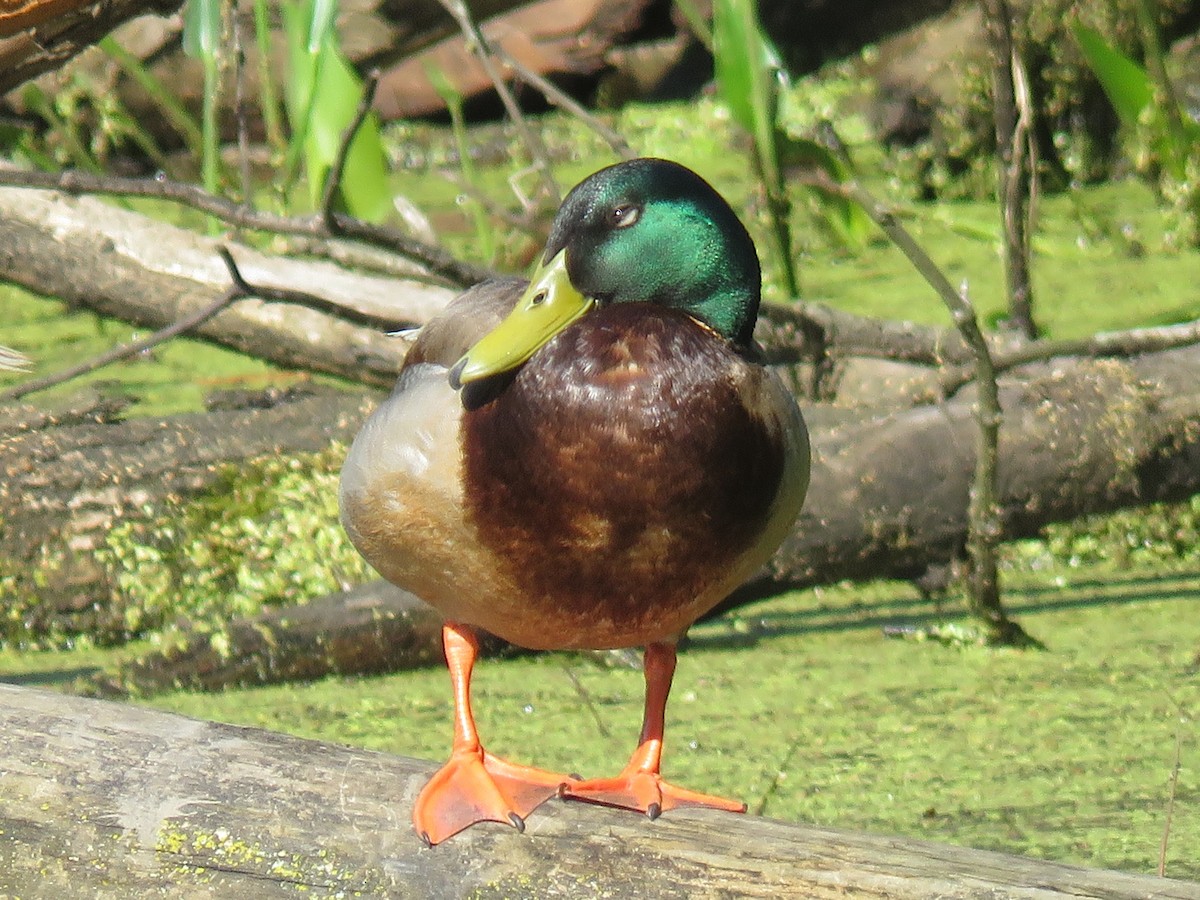 Canard colvert - ML619074158