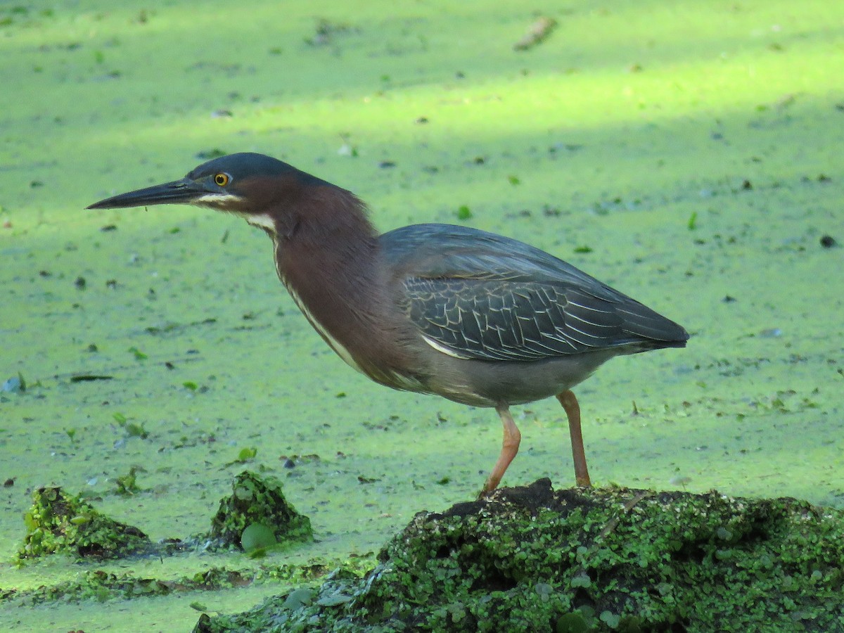 Green Heron - Amy Didion