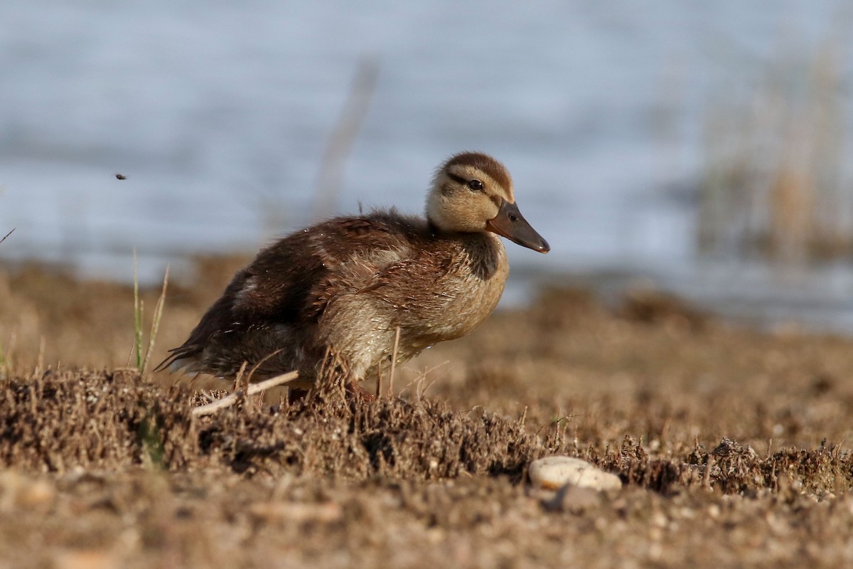 Mallard - Joaquín Salinas