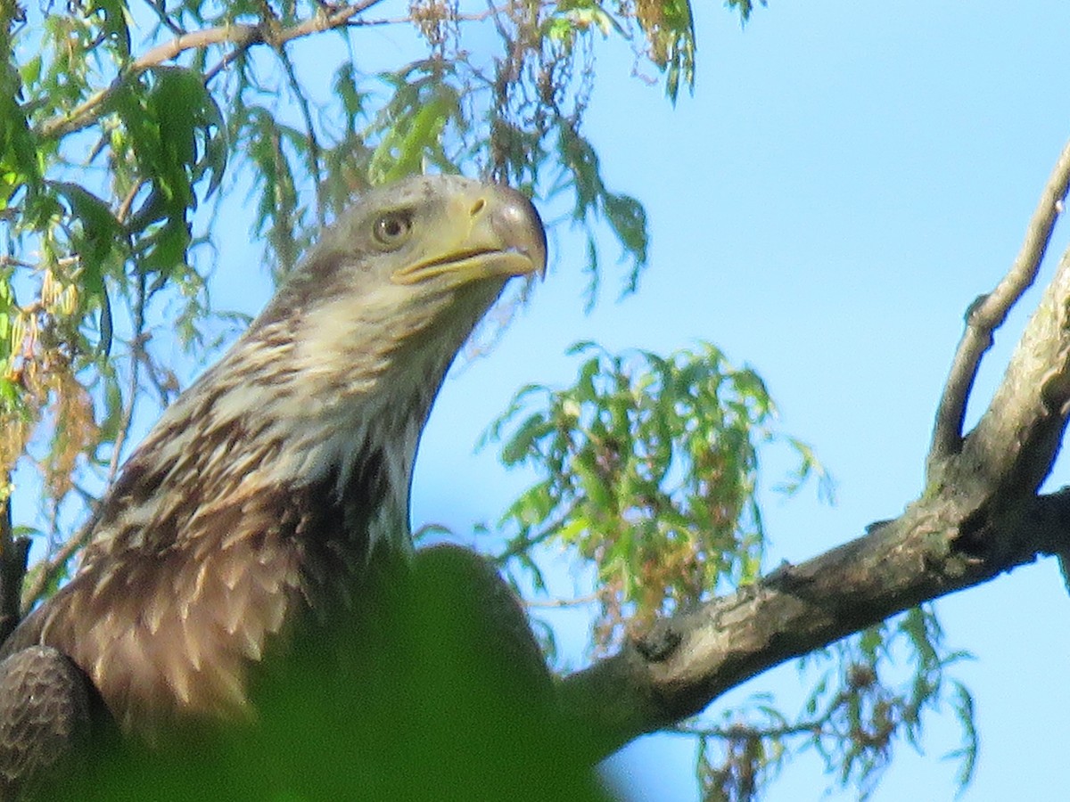 ハクトウワシ - ML619074167