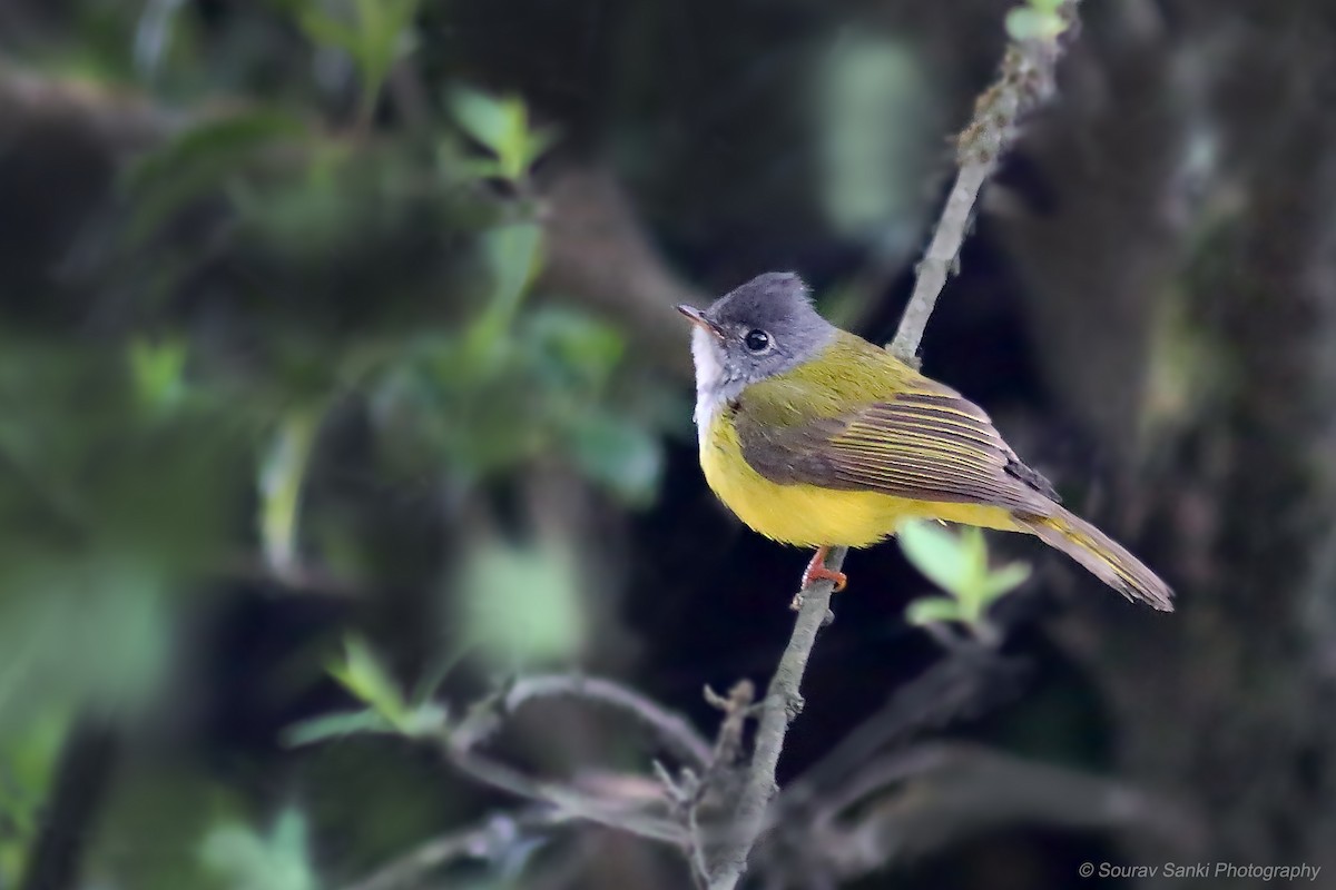 Gray-headed Canary-Flycatcher - ML619074171