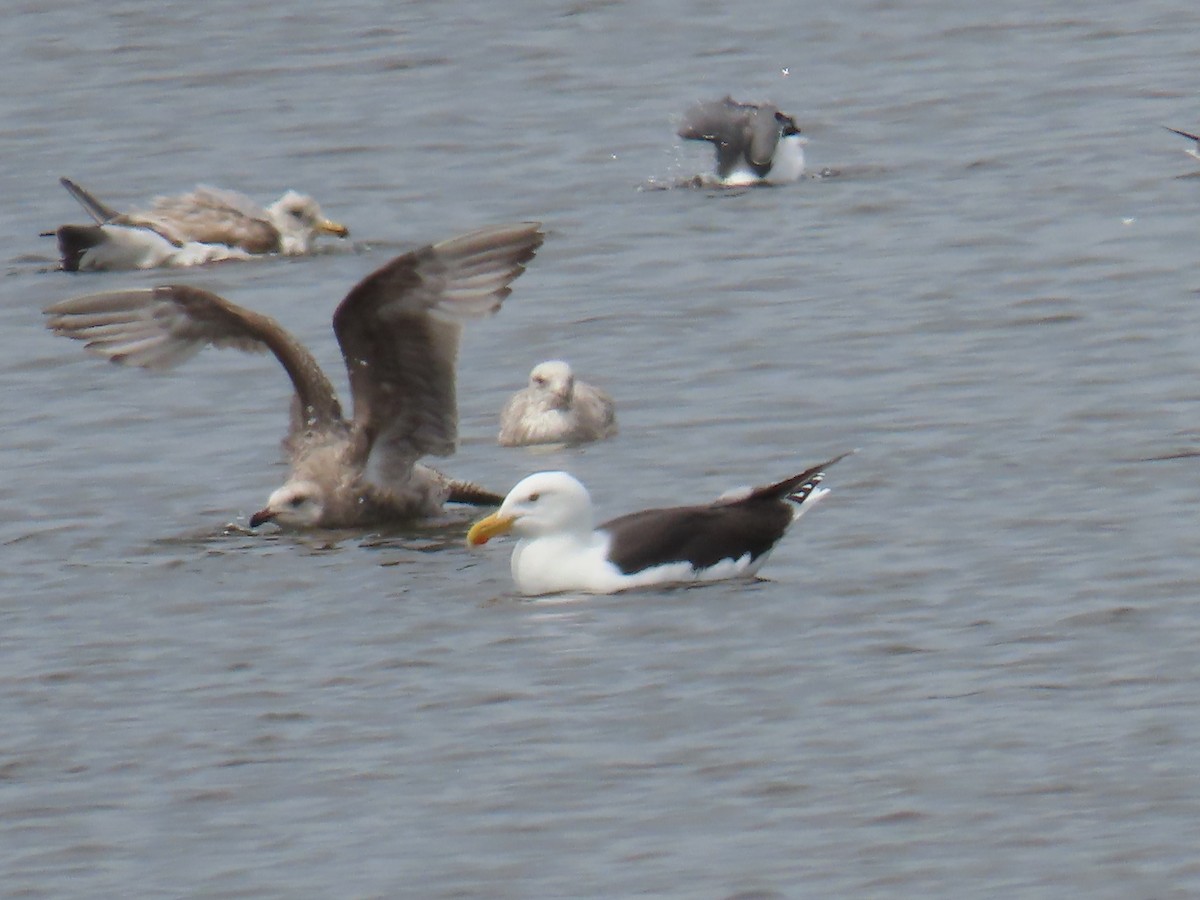 Great Black-backed Gull - ML619074180