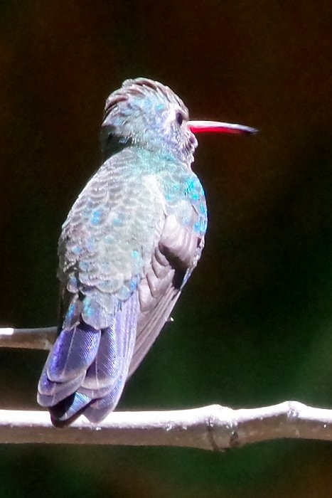 Broad-billed Hummingbird - ML619074184